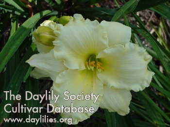Daylily Happy Ever After